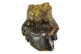 Fossil Ankylosaur Tooth - Montana #108137-1